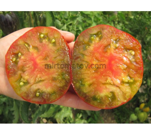 Рум'янець Ерокса (Erox blush)