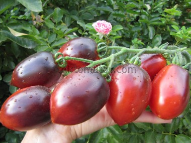 Сан Марцано Блу ​​(San Marzano Blue)