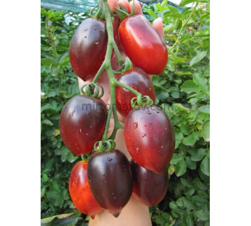 Сан Марцано Блу ​​(San Marzano Blue)