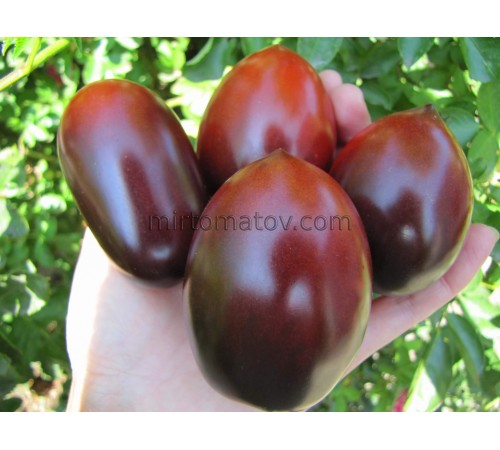 Сан Марцано Блу ​​(San Marzano Blue)