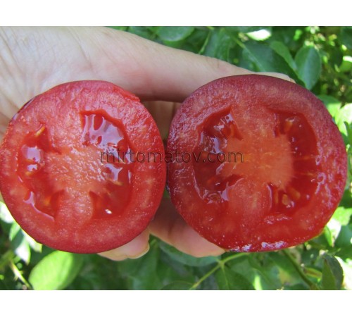 Сан Марцано Блу ​​(San Marzano Blue)