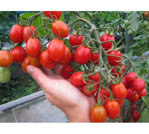 Цукрова злива (Sugar Plum)