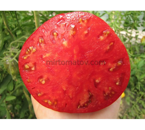 Світла з Італії червона (Sveta from Italy)