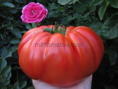 Світла з Італії червона (Sveta from Italy)