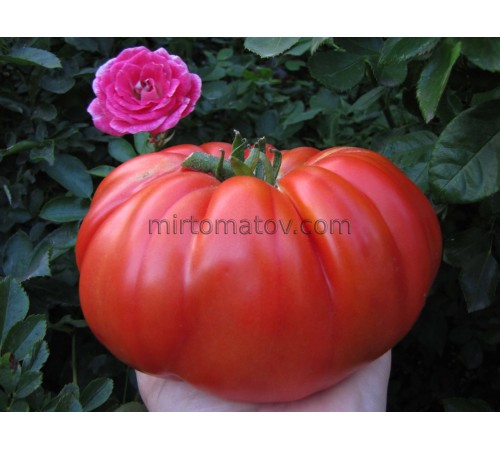 Світла з Італії червона (Sveta from Italy)