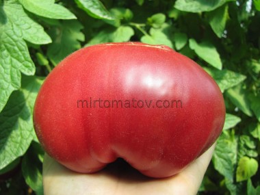 Сімейний із Кахетії (Familiale de Kakhetie)