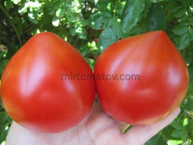 Серце поцілунок