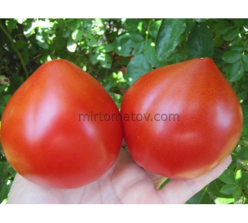 Серце поцілунок