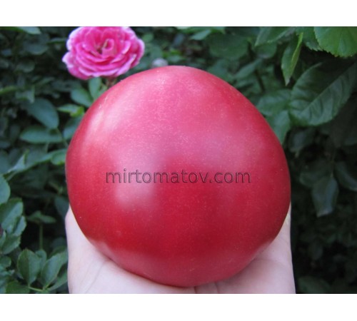 Серце Білла Вавілон (Bill's Heart Babylon)