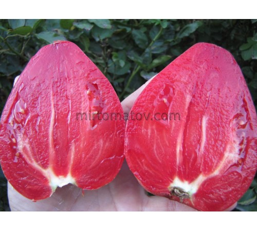 Серце Білла Вавілон (Bill's Heart Babylon)