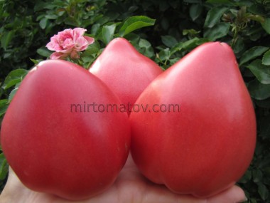 Серце Бика з Барай Клуж