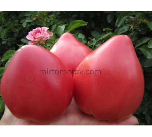 Серце Бика з Барай Клуж