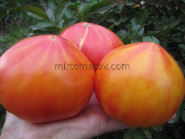 Серце Вірджинії (Virginia Heart)