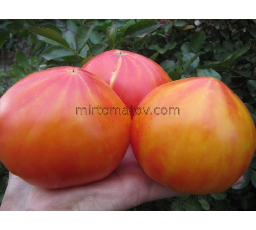 Серце Вірджинії (Virginia Heart)