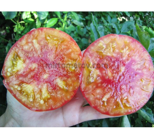 Серце Вірджинії (Virginia Heart)