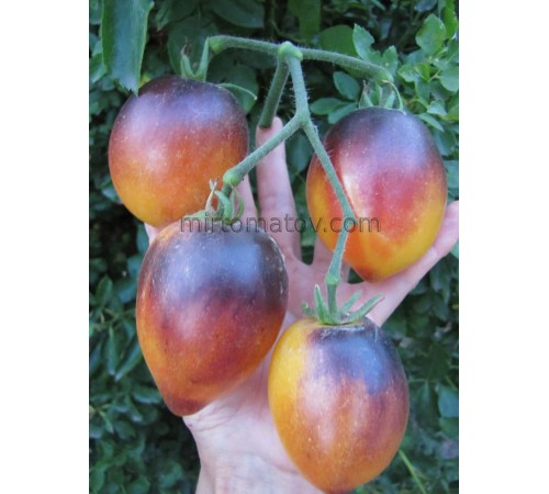 Серце Дениса (Denis's heart)