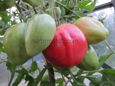 Серце Румунського Бика (Inima de Bou Romania)