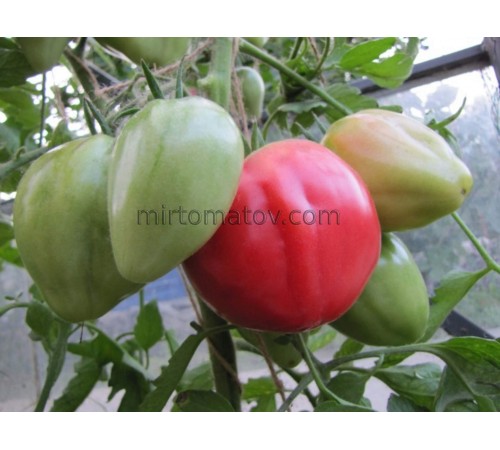 Серце Румунського Бика (Inima de Bou Romania)