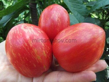 Срібляста лисиця