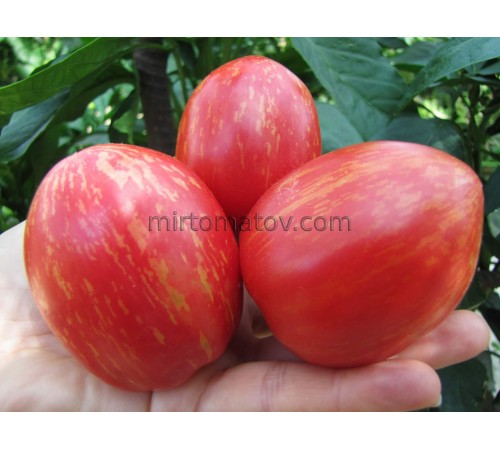 Срібляста лисиця