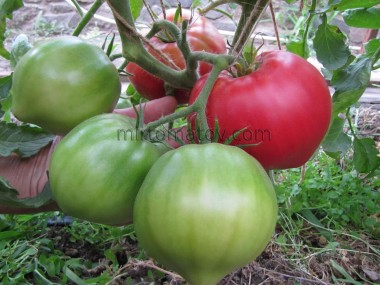 Солодкий кекс (Sweet Cupcake)