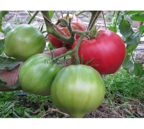 Солодкий кекс (Sweet Cupcake)