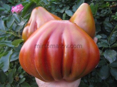 Слива Ібірапуера (Prune Ibirapuera)