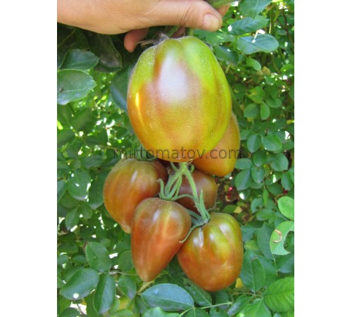 Слива Ібірапуера (Prune Ibirapuera)