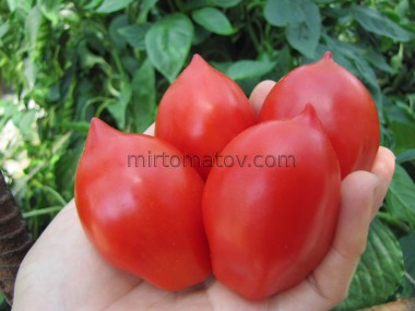 Сливка с носиком