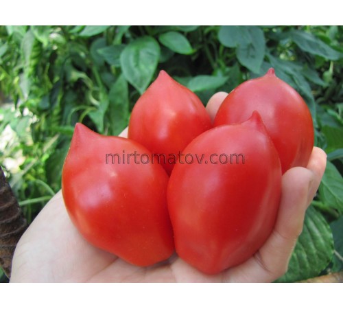 Сливка с носиком