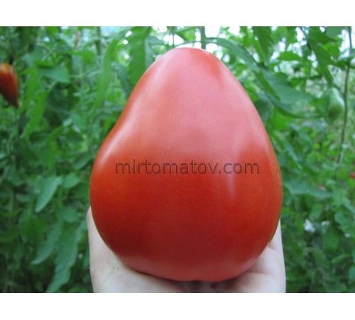 Слонове серце (Слонове серце)