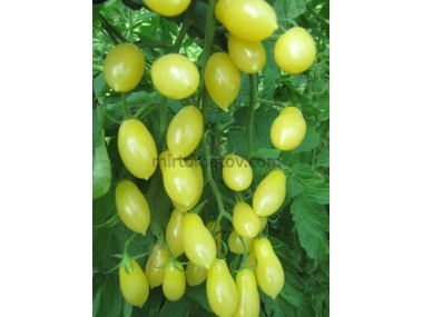 Сльози кольору слонової кістки (Ivory Tears)