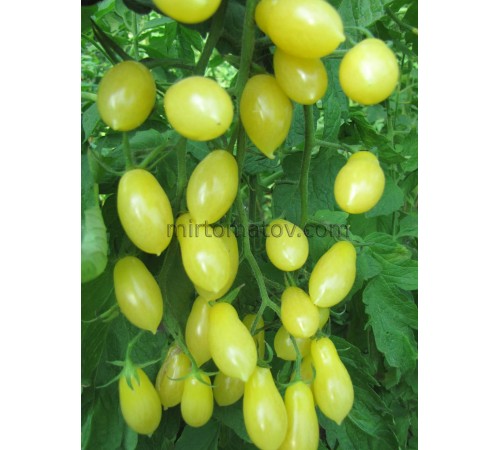 Сльози кольору слонової кістки (Ivory Tears)