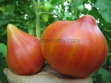 Сонячний гурман (Gourmansun)