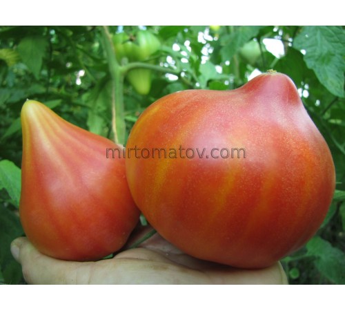 Сонячний гурман (Gourmansun)