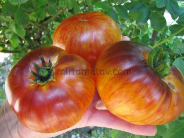 Странная Любовь (Strangelove)