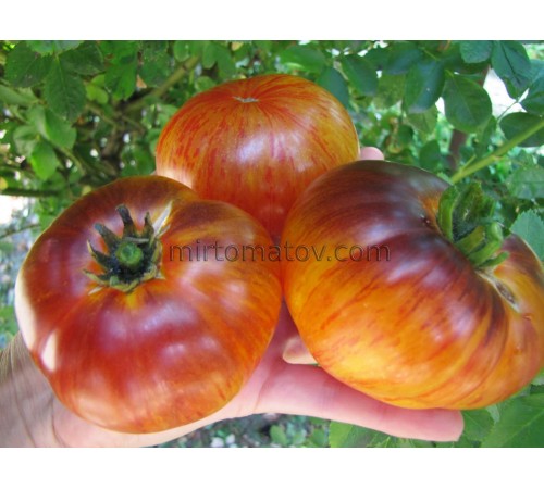 Странная Любовь (Strangelove)