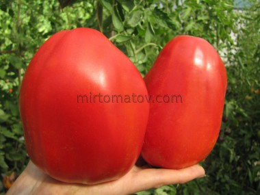 Стейк Серця Бика із Сан Джуліано (Cuore di Bue Bistecca San Giuliano)