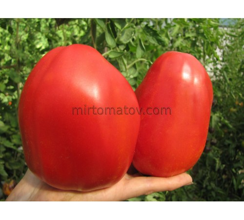 Стейк Серця Бика із Сан Джуліано (Cuore di Bue Bistecca San Giuliano)