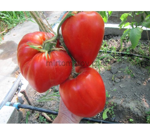 Стейк Серця Бика із Сан Джуліано (Cuore di Bue Bistecca San Giuliano)