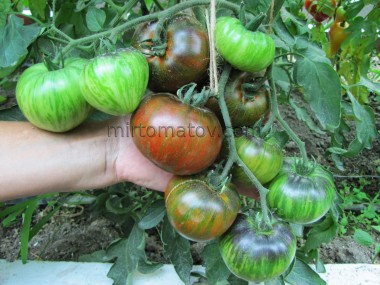 Татьянин яхонт (Tatyanin Yakhont)