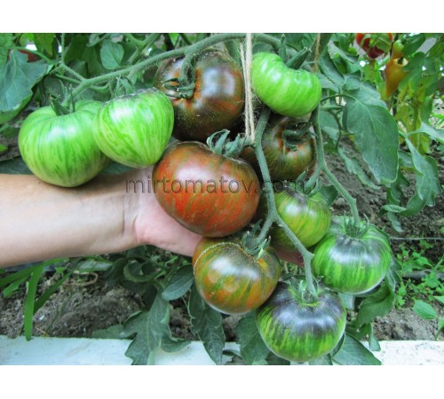 Татьянин яхонт (Tatyanin Yakhont)