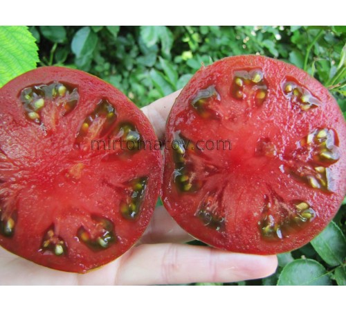 Татьянин яхонт (Tatyanin Yakhont)