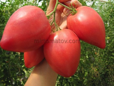 Тескані (Tescane)