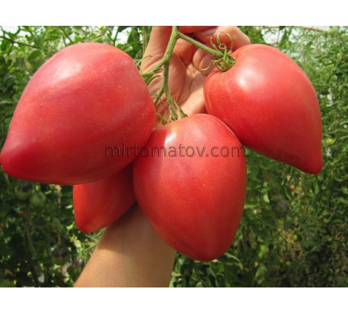 Тескані (Tescane)