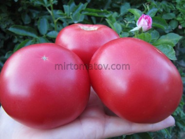 Тибетське яблуко (Tibet Apple)