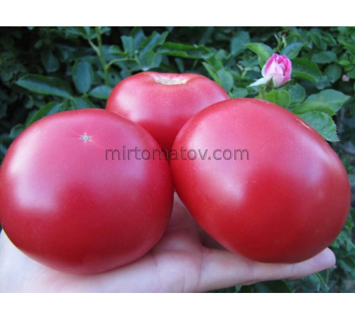 Тибетське яблуко (Tibet Apple)