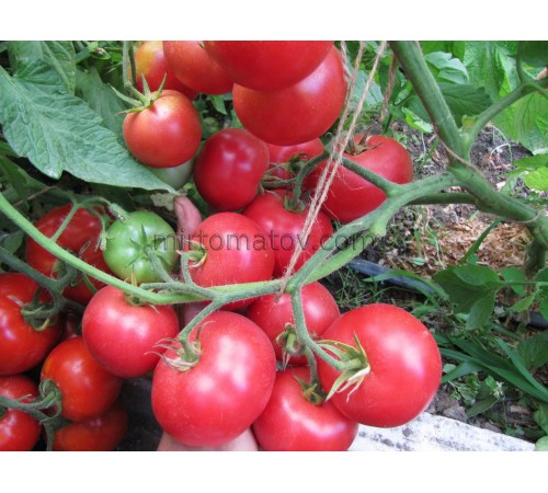 Тибетське яблуко (Tibet Apple)