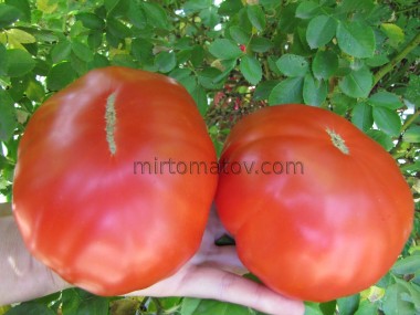 Томатний торт