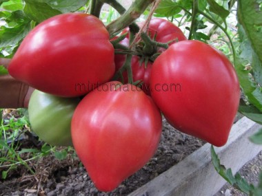 Тоніман (Toniman)